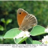 coenonympha pamphilus male1